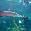 아쿠아리아 푸켓 (Aquaria Phuket)