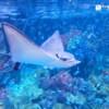 아쿠아리아 푸켓 (Aquaria Phuket)