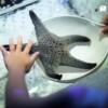 아쿠아리아 푸켓 (Aquaria Phuket)