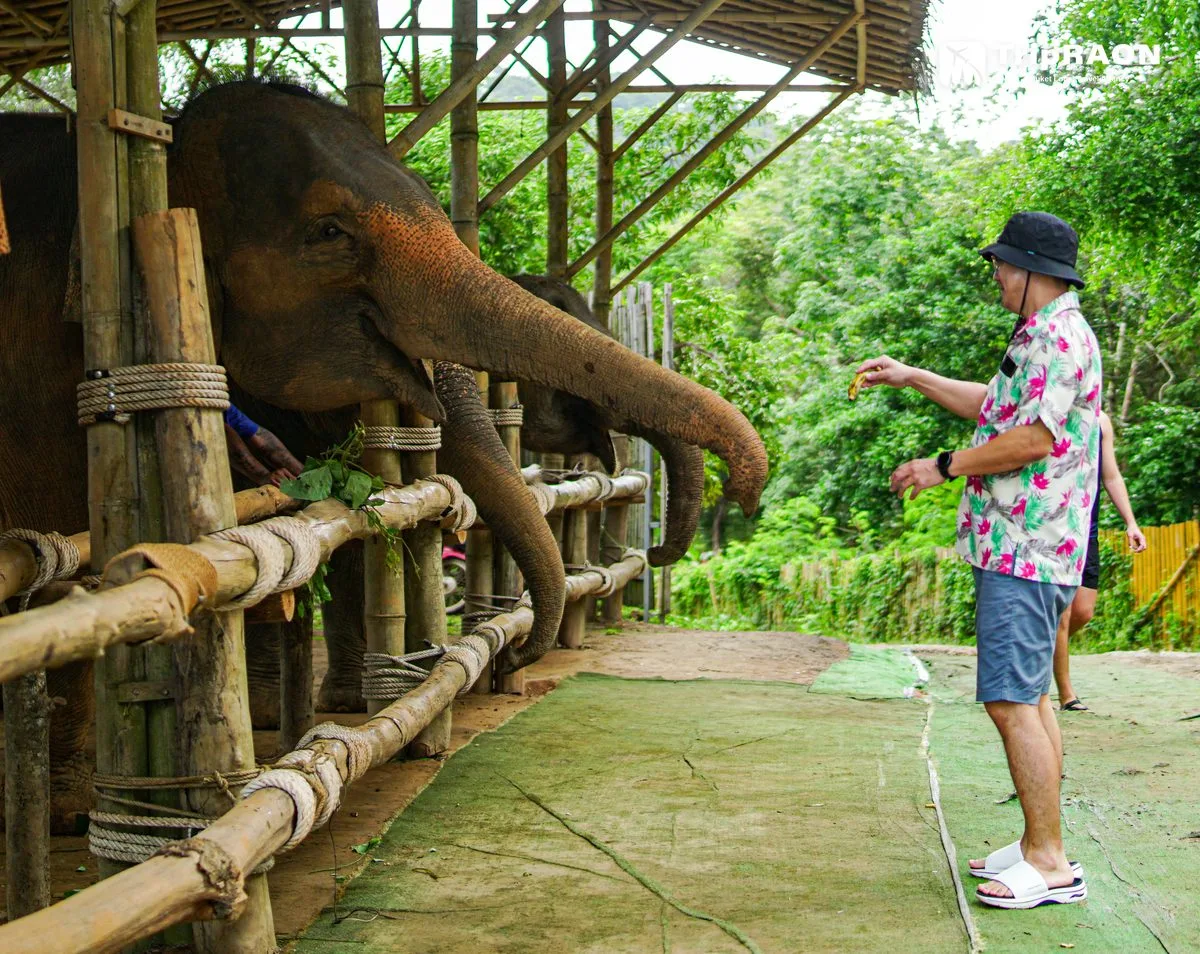 시레이 엘리펀트 케어 (Sirey Elephant Care)
