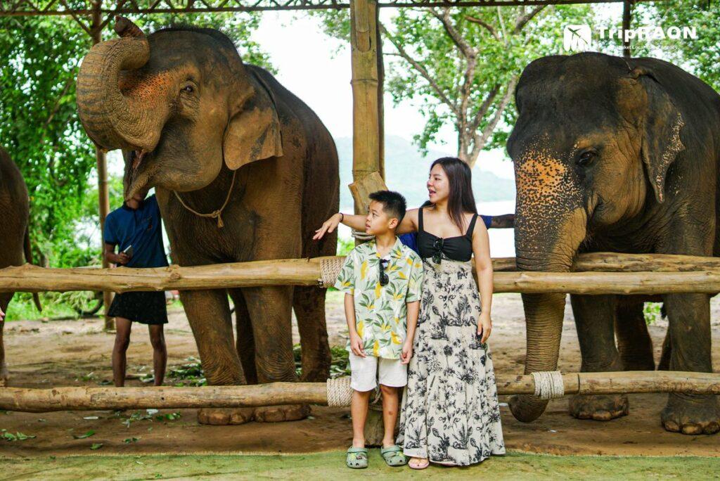 시레이 엘리펀트 케어 (Sirey Elephant Care)