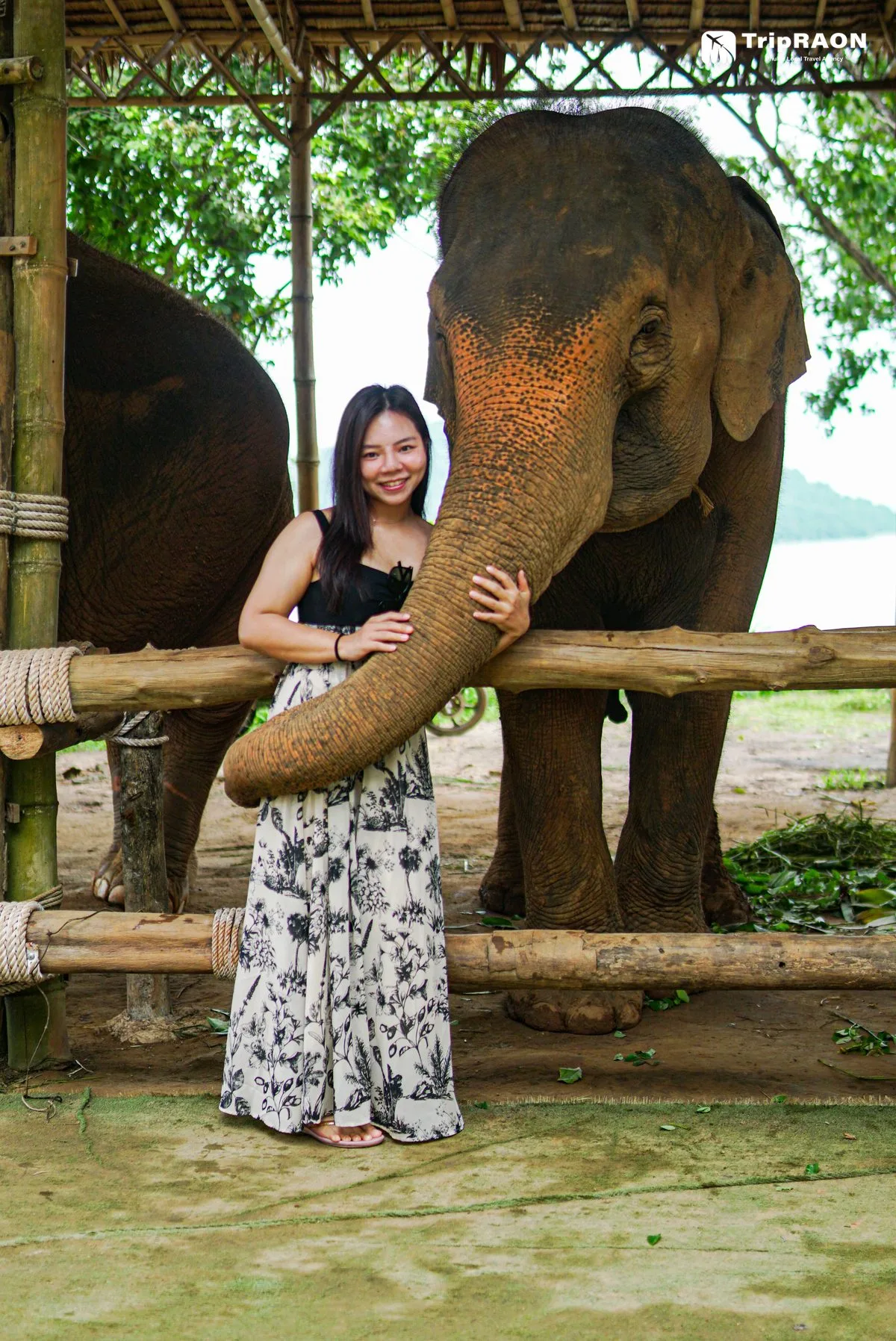 시레이 엘리펀트 케어 (Sirey Elephant Care)