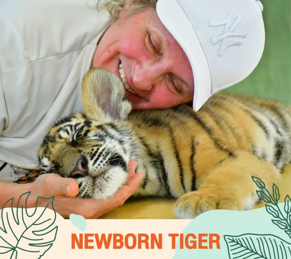 New Born Tiger