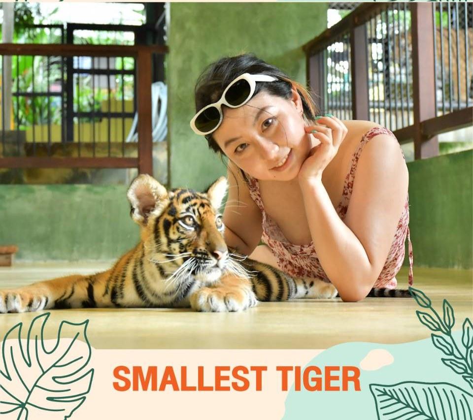 Smallest Tiger