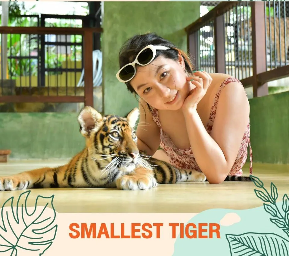 Smallest Tiger