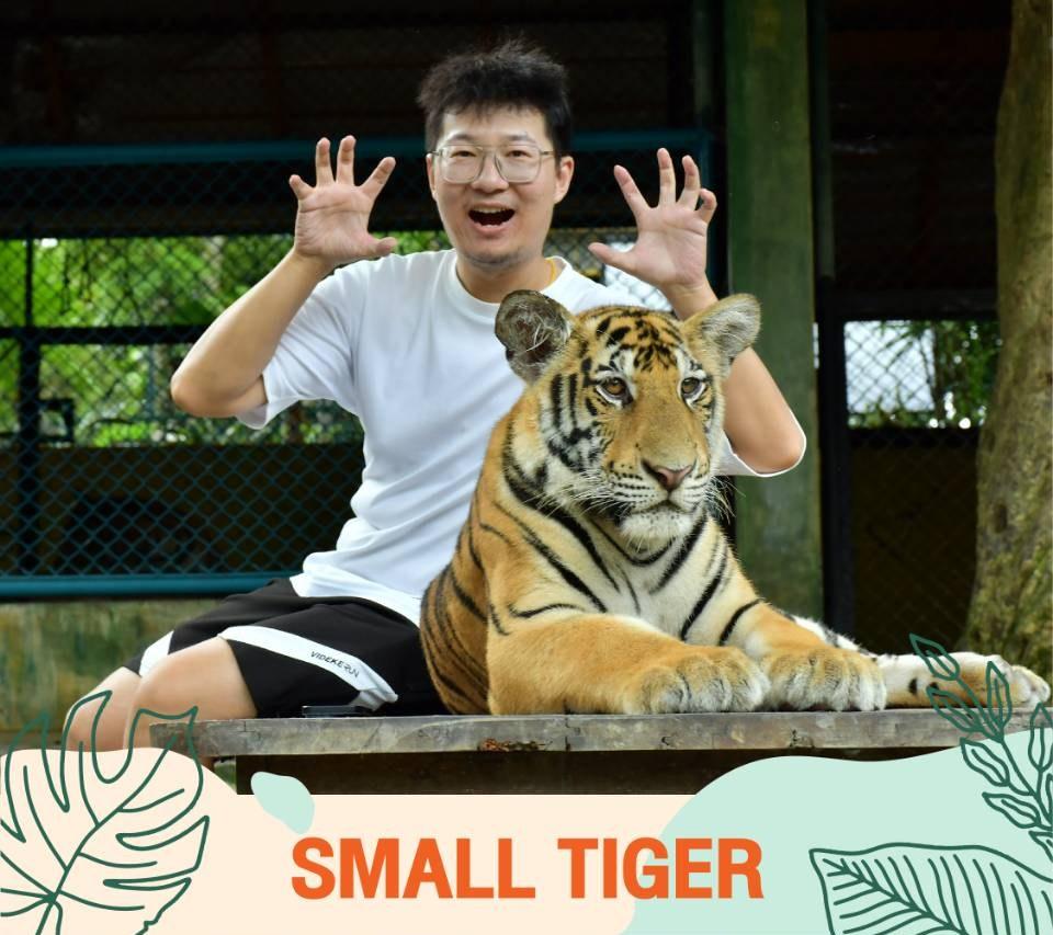 Small Tiger