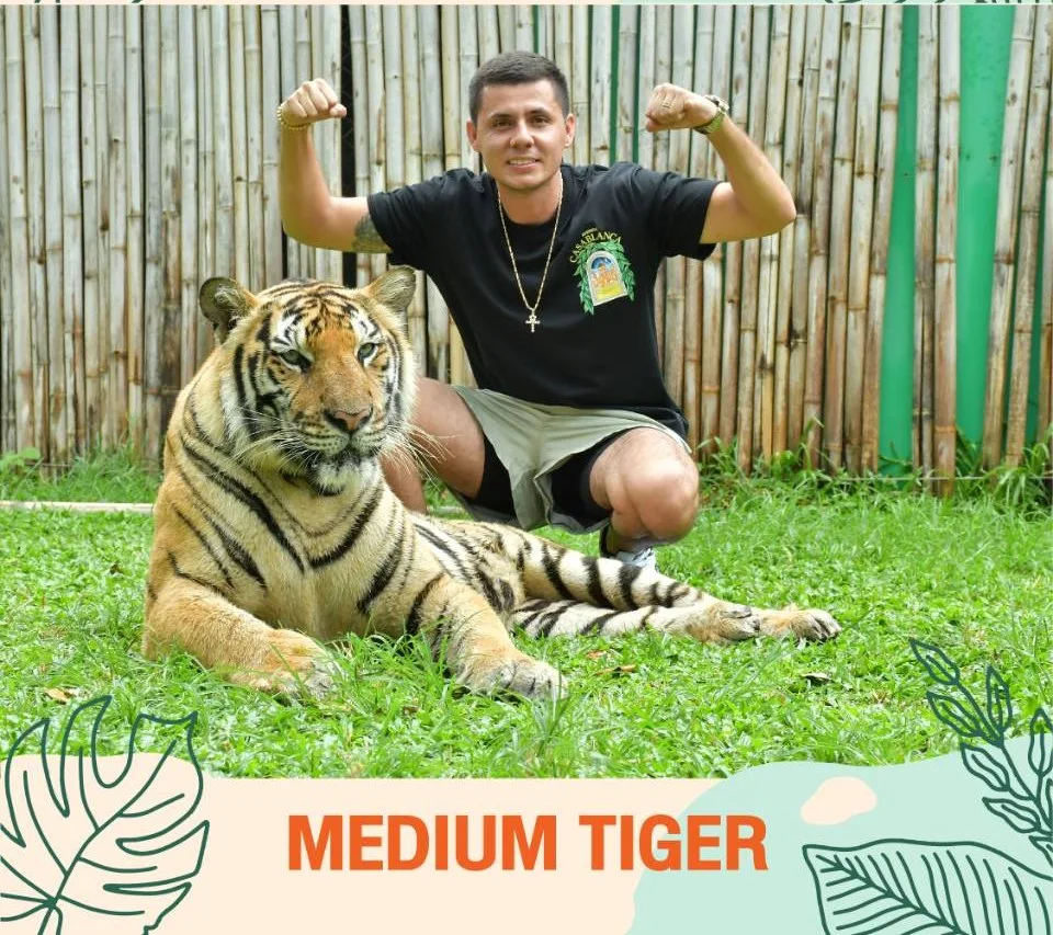 Medium Tiger