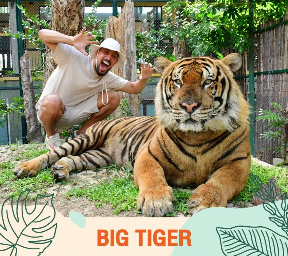 Big Tiger