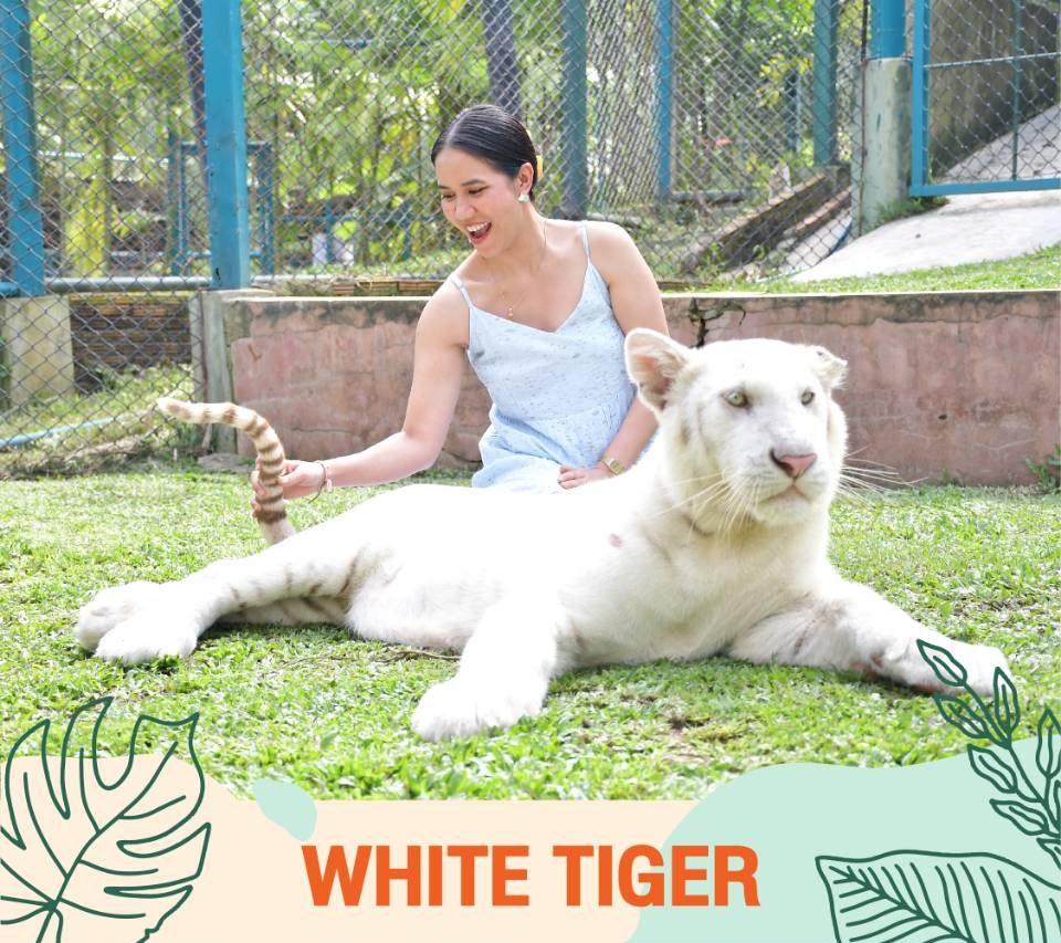 White Tiger