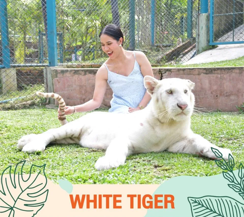 White Tiger
