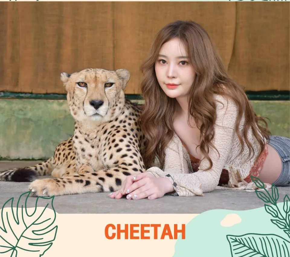 Cheetah Tiger
