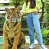 타이거킹덤 (Tiger Kingdom)