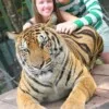 타이거킹덤 (Tiger Kingdom)