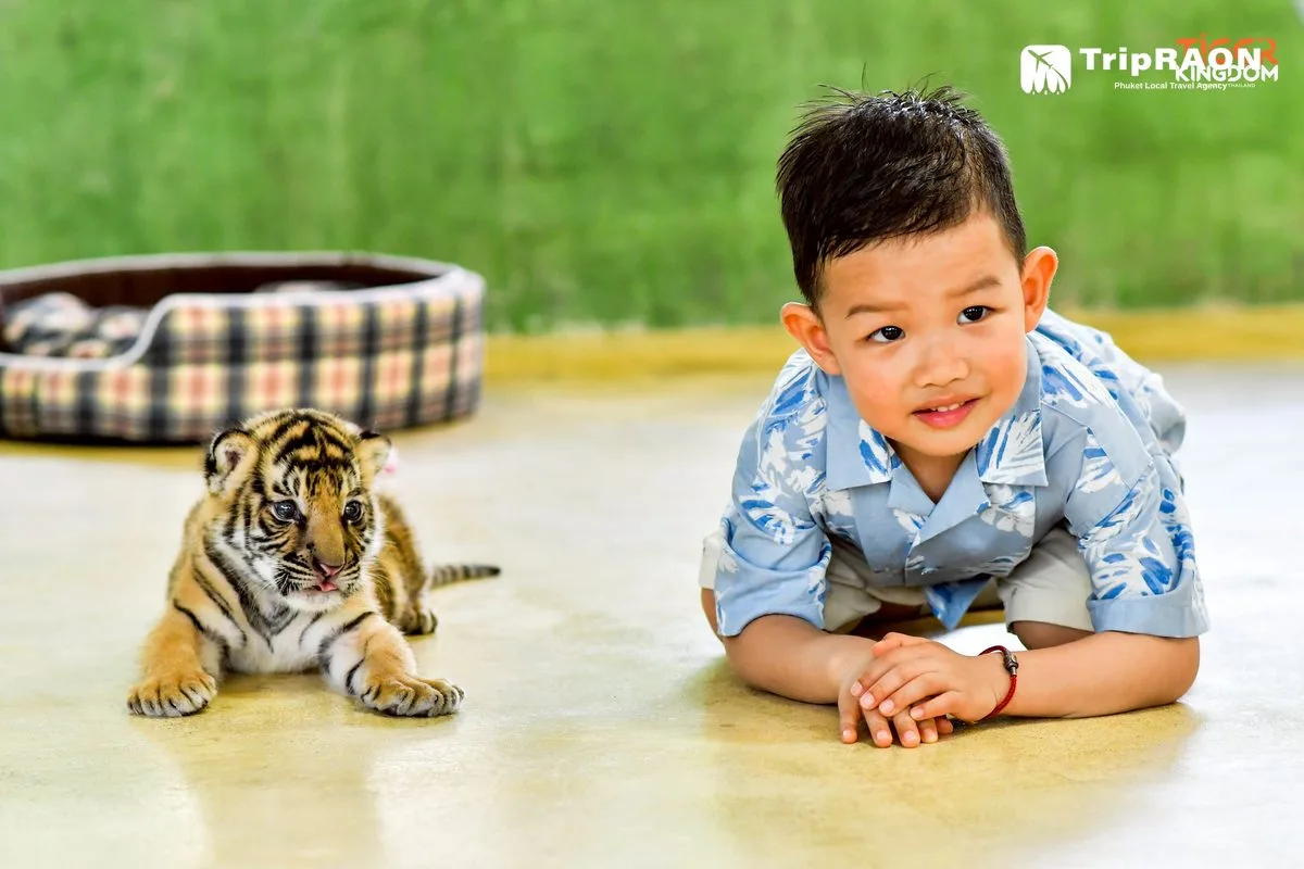 Tiger Kingdom Tiger Encounter (타이거킹덤 호랑이 체험) - Image 4
