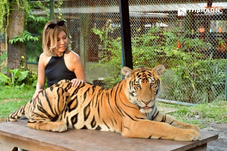 Tiger Kingdom Tiger Encounter (타이거킹덤 호랑이 체험)