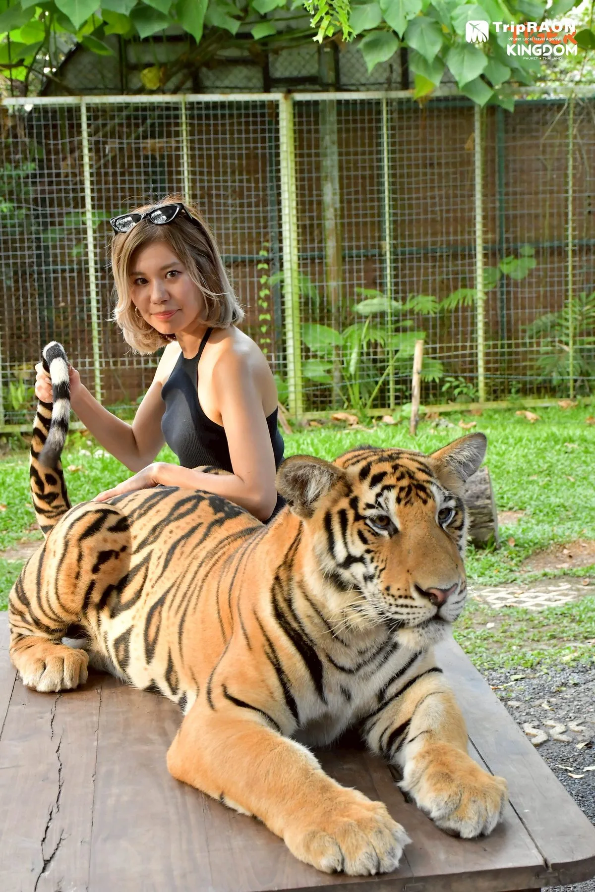 Tiger Kingdom Tiger Encounter (타이거킹덤 호랑이 체험) - Image 5