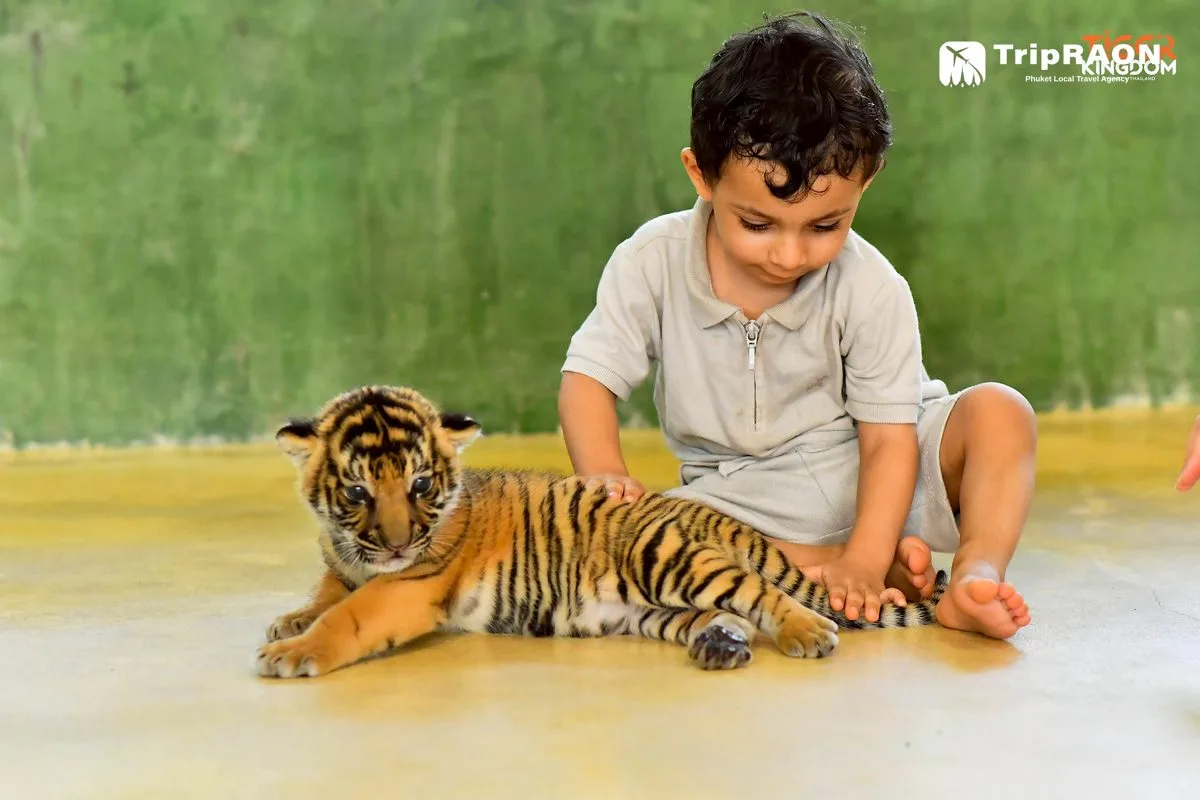 Tiger Kingdom Tiger Encounter (타이거킹덤 호랑이 체험) - Image 6