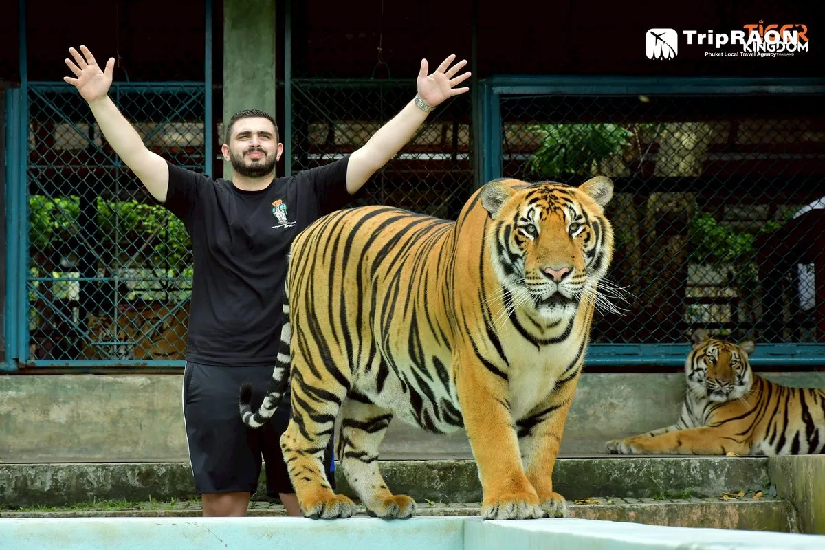 Tiger Kingdom Tiger Encounter (타이거킹덤 호랑이 체험) - Image 8