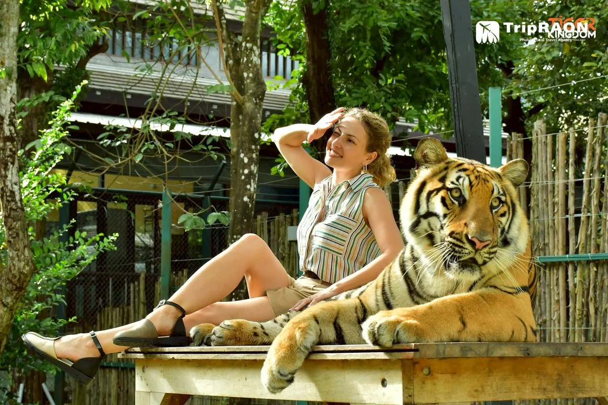 Tiger Kingdom Tiger Encounter (타이거킹덤 호랑이 체험) - Image 9