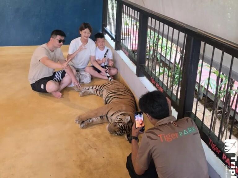 Tiger Park Tiger Encounter (타이거파크 호랑이 체험)