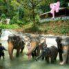 Elephants bathing in the pool at Patong Elephant Hug