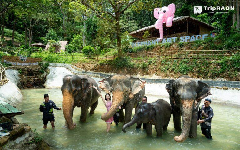 Elephants bathing in the pool at Patong Elephant Hug
