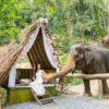 Feeding an elephant at the thatched hut