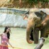 Bathing an elephant in the pool