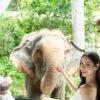 Visitor with an elephant at the picnic corner
