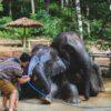 Visitors showering elephants with a water hose
