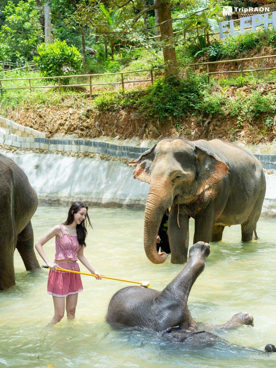 Bathing a baby elephant