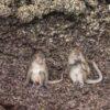 Monkeys at Monkey Beach