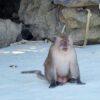 Monkey at Monkey Beach, Phi Phi