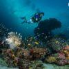 Diver and lionfish, Similan
