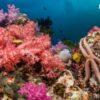 Soft coral, Similan Islands