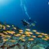 Diver over a reef with fish, Similan