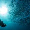 Diver under a school of fish