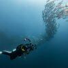 Diver and trevally school, Similan