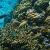 Coral reef and fish, Surin