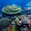 Table coral, Surin Islands