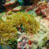 Clownfish and anemone, Surin