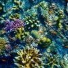 Coral reef, Surin Islands