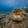 Hard coral, Surin Islands