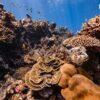 Coral garden, Surin Islands