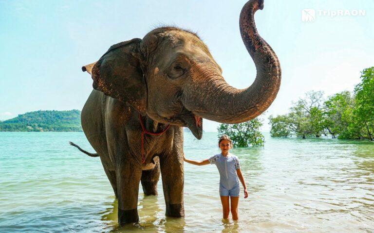 Elephant raising its trunk in the sea at Siray Elephant Care Camp
