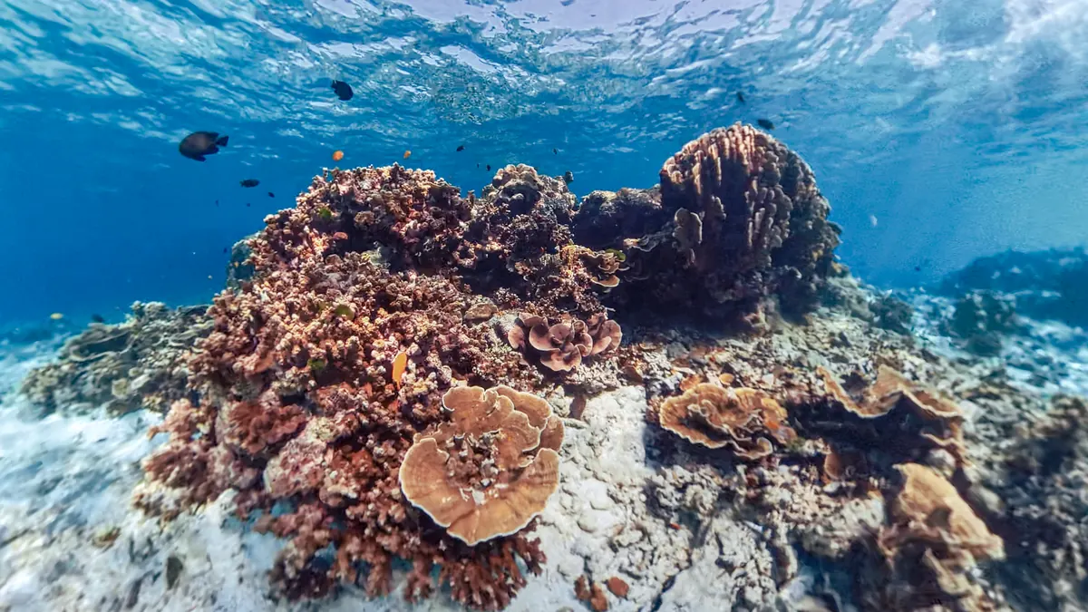 Coral reef in the Similan Islands