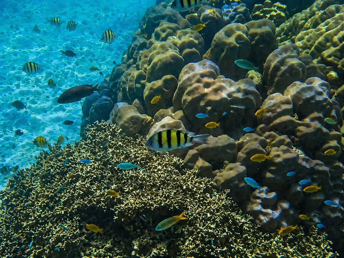 Coral and tropical fish at a snorkelling spot