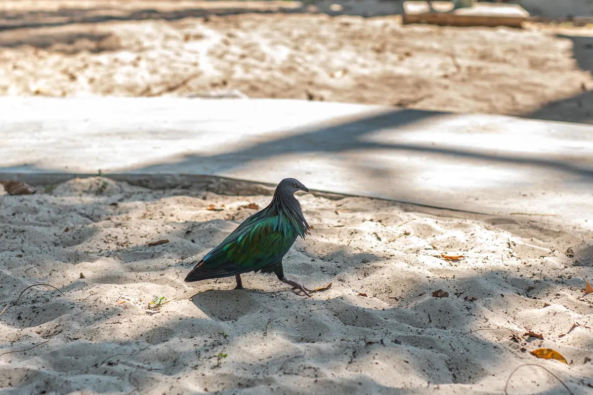 Nicobar pigeon on a Similan beach