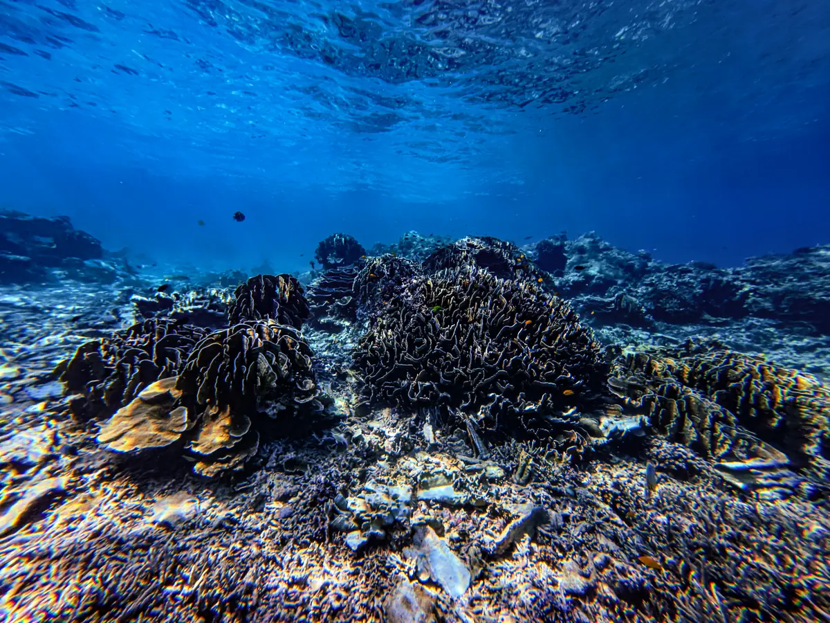 Underwater reef in the Similan Islands