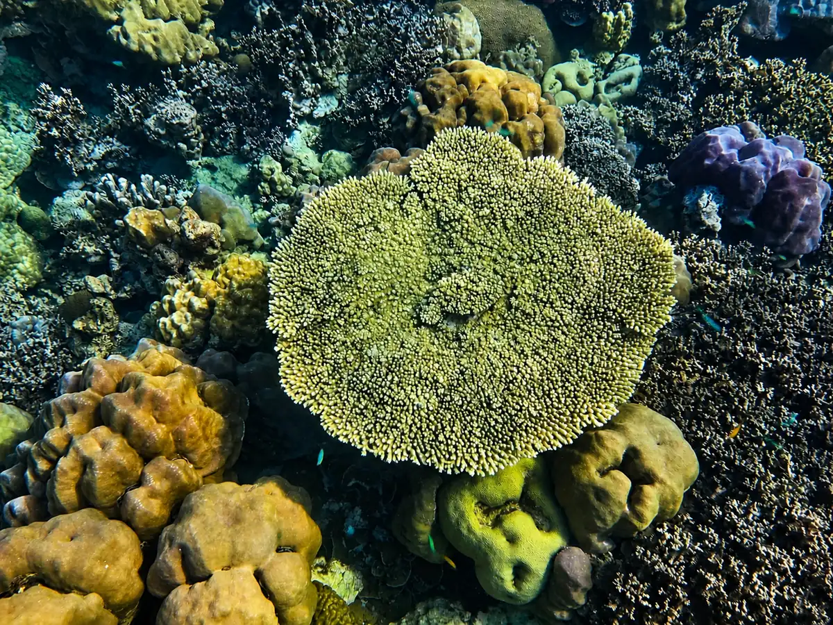 Table coral